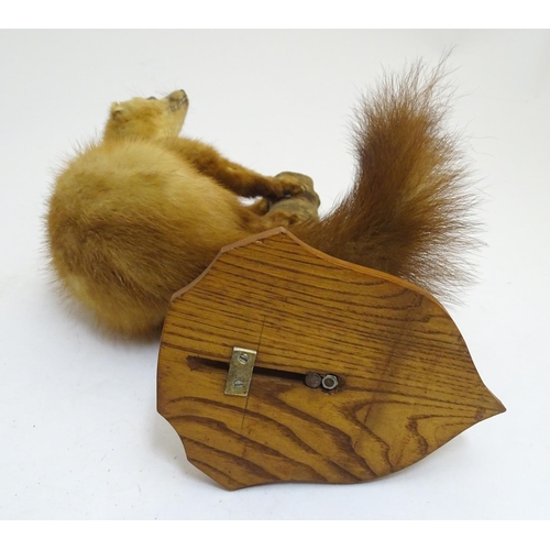 1028 - Taxidermy : a 19thC mount of a leucistic Pine Marten (Martes martes), posed upon a branch an affixed... 