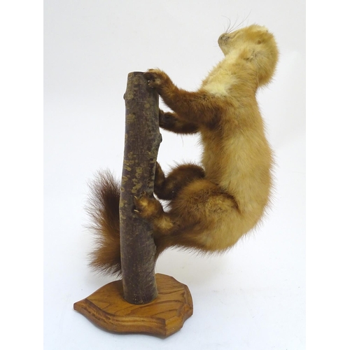 1028 - Taxidermy : a 19thC mount of a leucistic Pine Marten (Martes martes), posed upon a branch an affixed... 