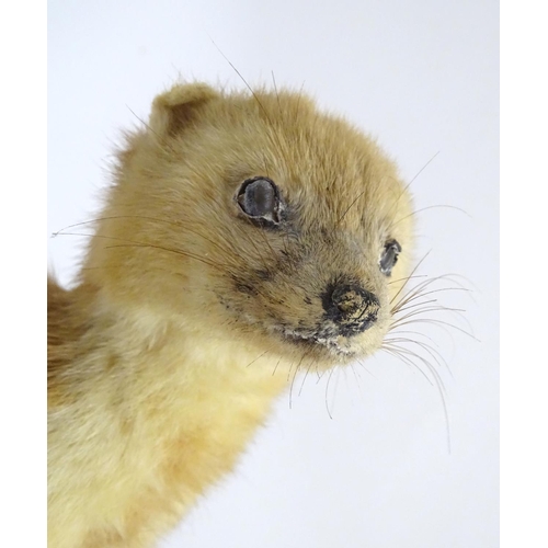 1028 - Taxidermy : a 19thC mount of a leucistic Pine Marten (Martes martes), posed upon a branch an affixed... 