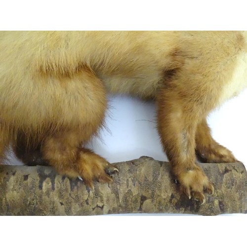 1028 - Taxidermy : a 19thC mount of a leucistic Pine Marten (Martes martes), posed upon a branch an affixed... 