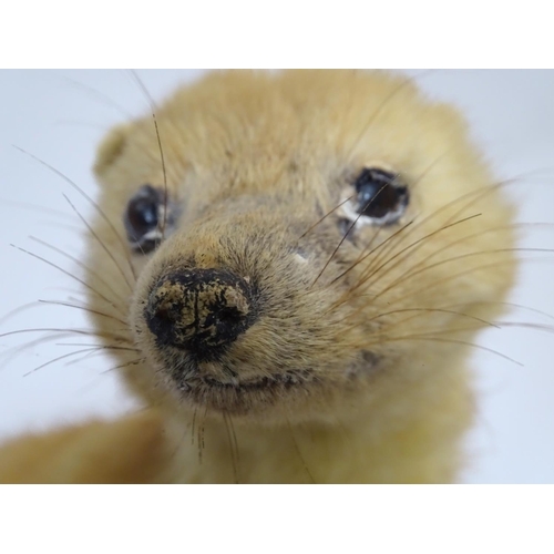 1028 - Taxidermy : a 19thC mount of a leucistic Pine Marten (Martes martes), posed upon a branch an affixed... 