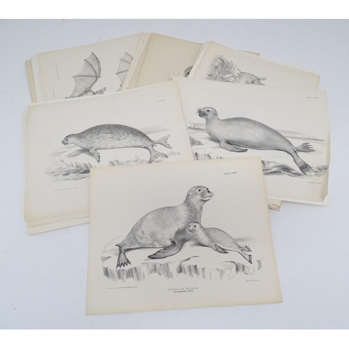 658 - A quantity of late 19thC monochrome lithographic and lithotint plates depicting animals. Some after ... 