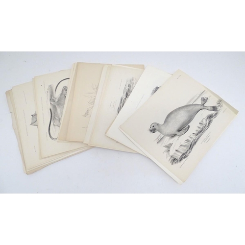 658 - A quantity of late 19thC monochrome lithographic and lithotint plates depicting animals. Some after ... 