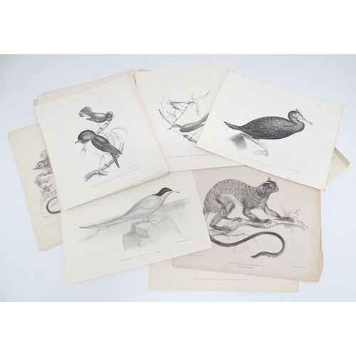 658 - A quantity of late 19thC monochrome lithographic and lithotint plates depicting animals. Some after ... 