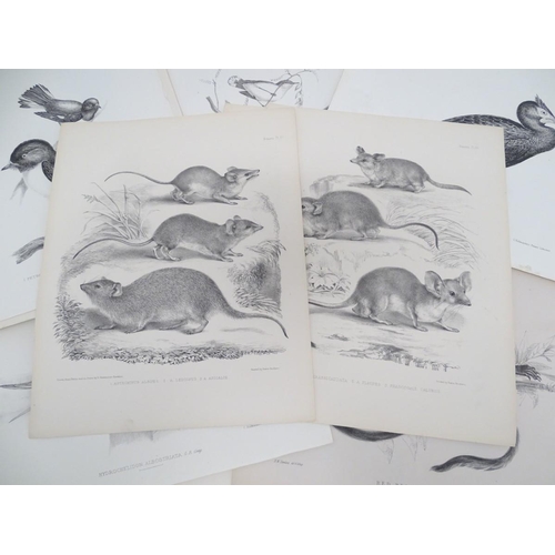 658 - A quantity of late 19thC monochrome lithographic and lithotint plates depicting animals. Some after ... 