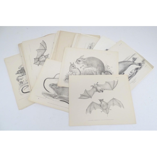 658 - A quantity of late 19thC monochrome lithographic and lithotint plates depicting animals. Some after ... 