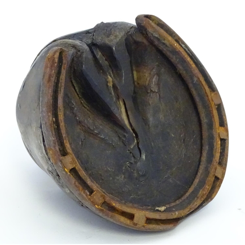 890 - An inkwell formed from a horse hoof and having a brass lid to inkwell engraved with Masonic symbols ... 