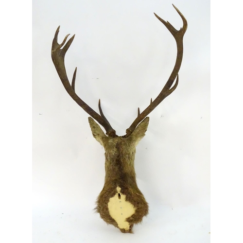 1170 - Taxidermy: an early 20thC head mount of a Red stag (Cervus Elaphus), 12 point 'Royal' antlers, 27 1/... 