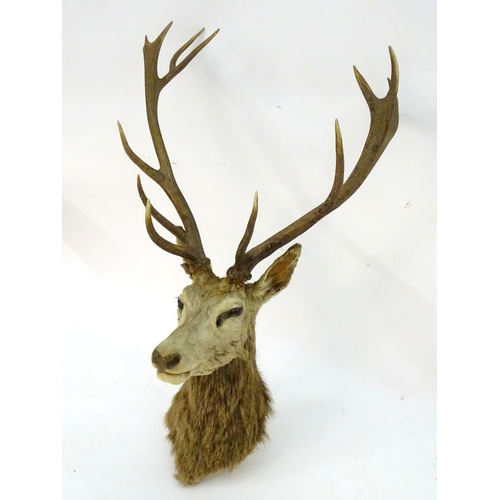 1170 - Taxidermy: an early 20thC head mount of a Red stag (Cervus Elaphus), 12 point 'Royal' antlers, 27 1/... 