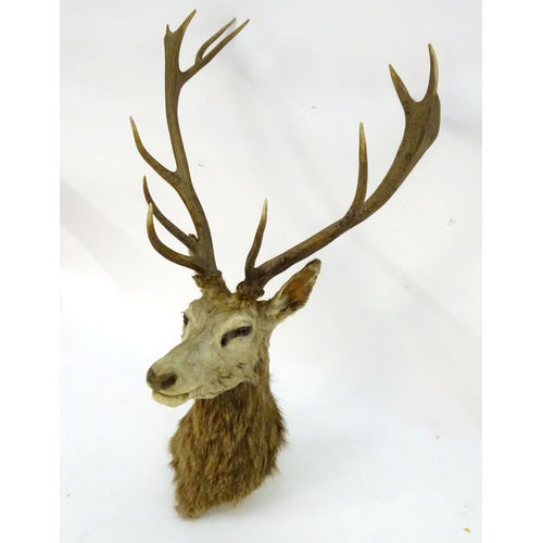 1170 - Taxidermy: an early 20thC head mount of a Red stag (Cervus Elaphus), 12 point 'Royal' antlers, 27 1/... 