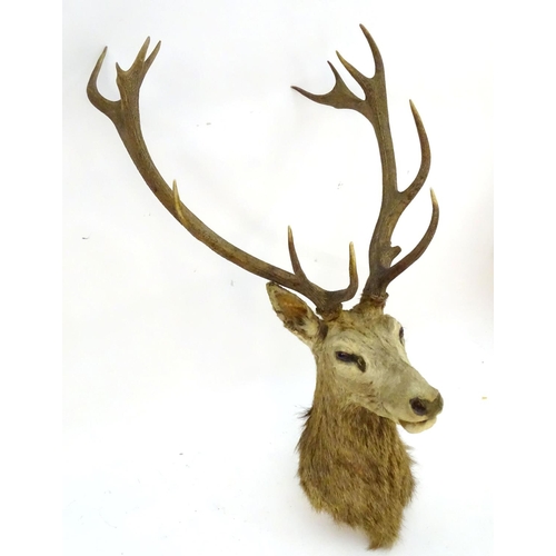 1170 - Taxidermy: an early 20thC head mount of a Red stag (Cervus Elaphus), 12 point 'Royal' antlers, 27 1/... 