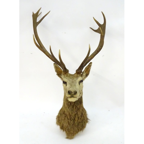 1170 - Taxidermy: an early 20thC head mount of a Red stag (Cervus Elaphus), 12 point 'Royal' antlers, 27 1/... 