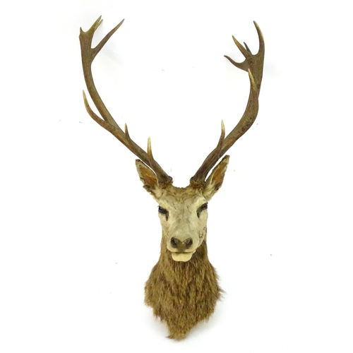 1170 - Taxidermy: an early 20thC head mount of a Red stag (Cervus Elaphus), 12 point 'Royal' antlers, 27 1/... 