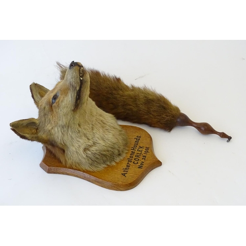 1171 - Taxidermy: L.W. Bartlett & Son, Banbury, a Fox (Vulpes Vulpes) mask, labelled to the reverse, mounte... 