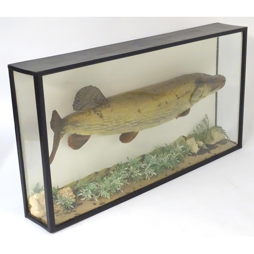 1172 - Taxidermy : A large early 20thC cased mount of a Pike (Esox Lucius). The case interior with later na... 