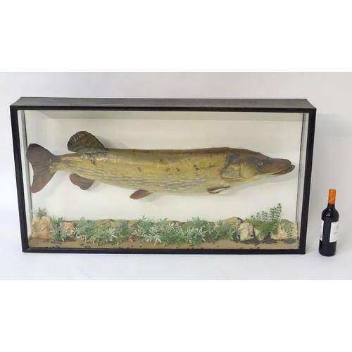 1172 - Taxidermy : A large early 20thC cased mount of a Pike (Esox Lucius). The case interior with later na... 