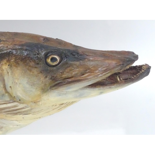 1172 - Taxidermy : A large early 20thC cased mount of a Pike (Esox Lucius). The case interior with later na... 