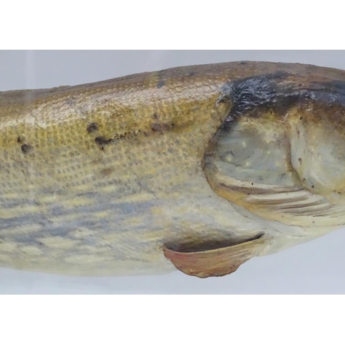 1172 - Taxidermy : A large early 20thC cased mount of a Pike (Esox Lucius). The case interior with later na... 