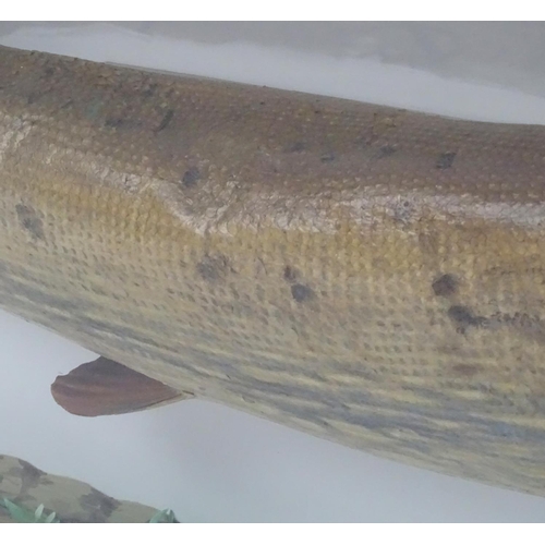 1172 - Taxidermy : A large early 20thC cased mount of a Pike (Esox Lucius). The case interior with later na... 