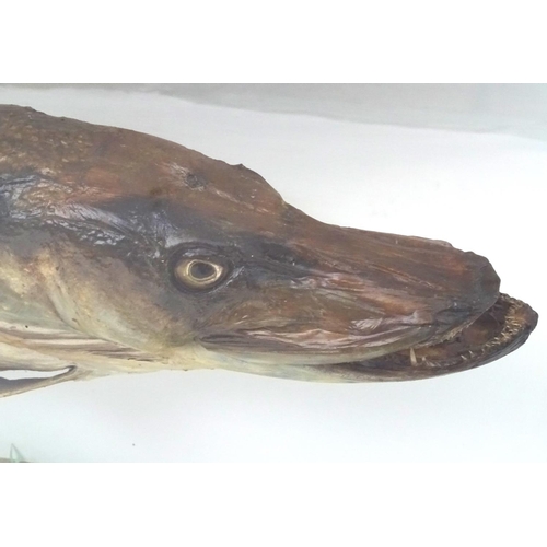 1172 - Taxidermy : A large early 20thC cased mount of a Pike (Esox Lucius). The case interior with later na... 