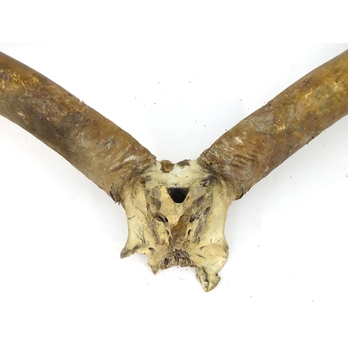 1174 - Taxidermy: a horn and partial skull mount of an African Longhorn / Ankole Watusi bull, 46