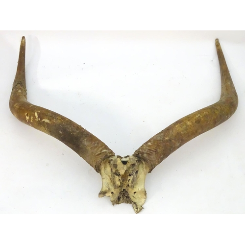 1174 - Taxidermy: a horn and partial skull mount of an African Longhorn / Ankole Watusi bull, 46