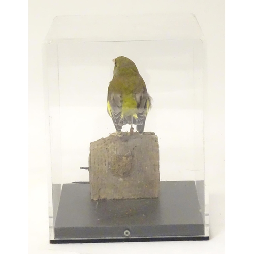 1143 - Taxidermy: a mid 20thC specimen study mount of a European Greenfinch, the perspex case measuring 9