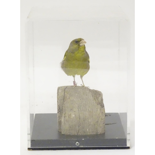 1143 - Taxidermy: a mid 20thC specimen study mount of a European Greenfinch, the perspex case measuring 9