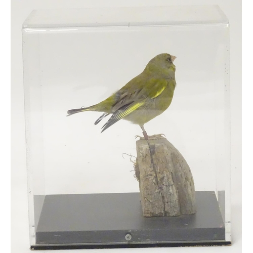 1143 - Taxidermy: a mid 20thC specimen study mount of a European Greenfinch, the perspex case measuring 9