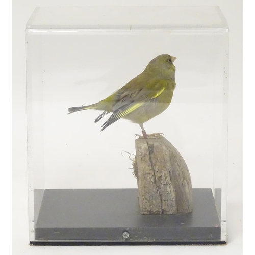 1143 - Taxidermy: a mid 20thC specimen study mount of a European Greenfinch, the perspex case measuring 9