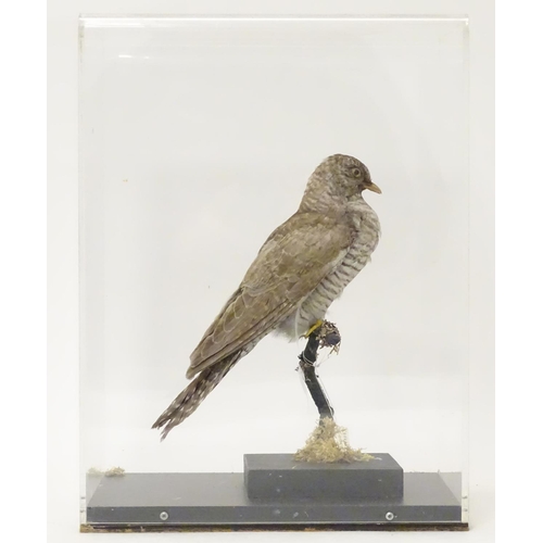 1144 - Taxidermy: a mid 20thC specimen study mount of a Common Cuckoo, the perspex case measuring 16 1/2