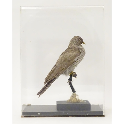 1144 - Taxidermy: a mid 20thC specimen study mount of a Common Cuckoo, the perspex case measuring 16 1/2