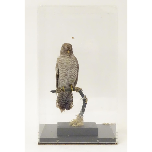 1144 - Taxidermy: a mid 20thC specimen study mount of a Common Cuckoo, the perspex case measuring 16 1/2