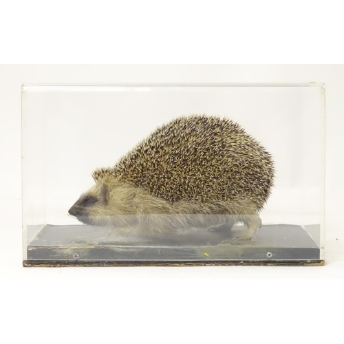 1145 - Taxidermy: a mid 20thC specimen study mount of a Hedgehog, the perspex case measuring 14