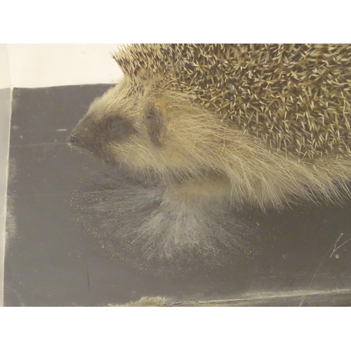 1145 - Taxidermy: a mid 20thC specimen study mount of a Hedgehog, the perspex case measuring 14