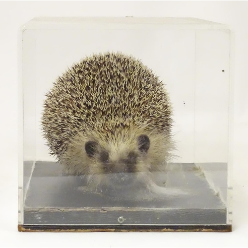 1145 - Taxidermy: a mid 20thC specimen study mount of a Hedgehog, the perspex case measuring 14