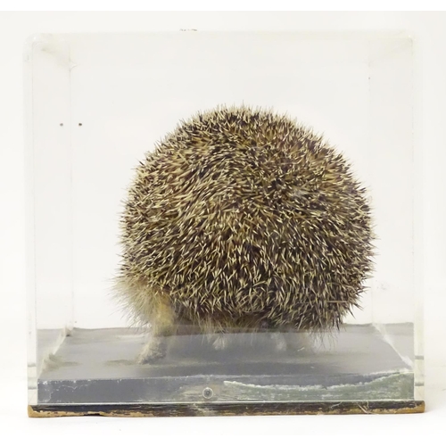 1145 - Taxidermy: a mid 20thC specimen study mount of a Hedgehog, the perspex case measuring 14