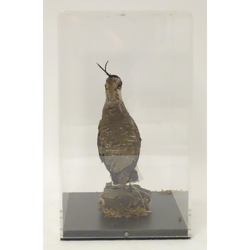 1146 - Taxidermy: a mid 20thC specimen study mount of a Northern Lapwing, the perspex case measuring 16