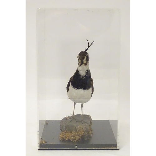 1146 - Taxidermy: a mid 20thC specimen study mount of a Northern Lapwing, the perspex case measuring 16