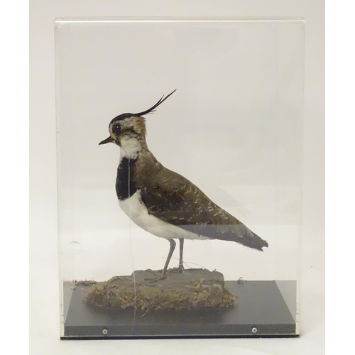 1146 - Taxidermy: a mid 20thC specimen study mount of a Northern Lapwing, the perspex case measuring 16