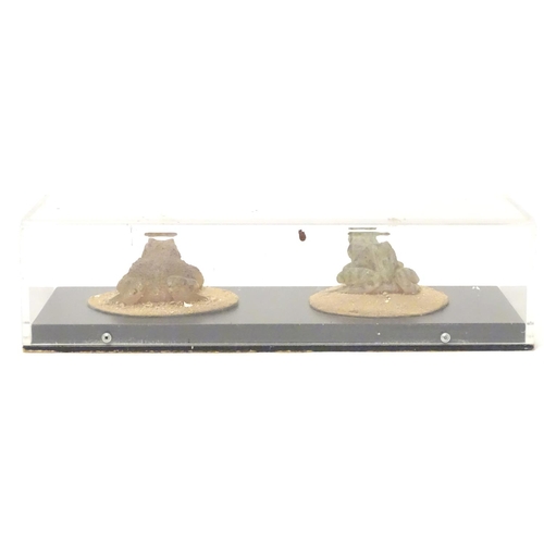 1150 - Taxidermy: a mid 20thC specimen study mount of Common Frog and Common Toad, the perspex case measuri... 