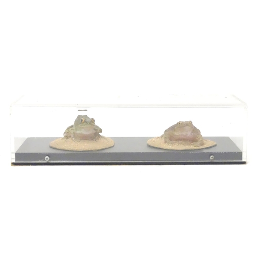 1150 - Taxidermy: a mid 20thC specimen study mount of Common Frog and Common Toad, the perspex case measuri... 