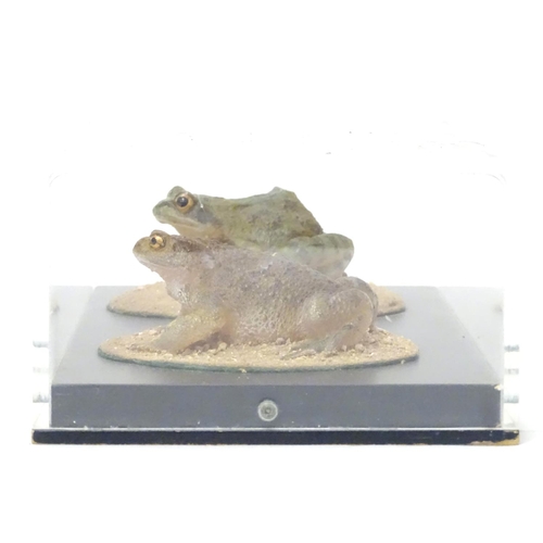 1150 - Taxidermy: a mid 20thC specimen study mount of Common Frog and Common Toad, the perspex case measuri... 