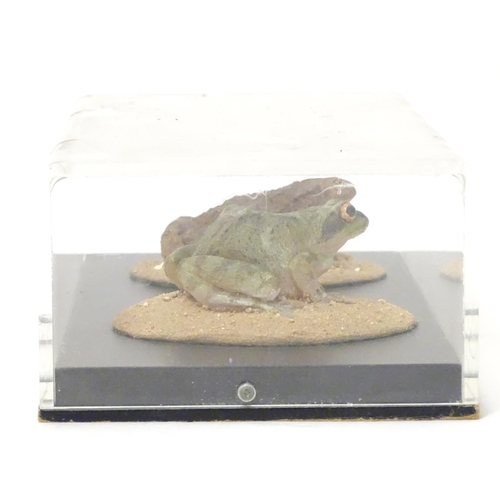 1150 - Taxidermy: a mid 20thC specimen study mount of Common Frog and Common Toad, the perspex case measuri... 