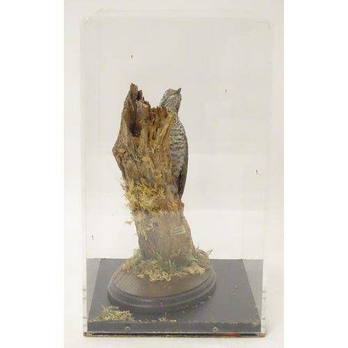 1153 - Taxidermy: a mid 20thC specimen study mount of a juvenile Green Woodpecker, the perspex case measuri... 