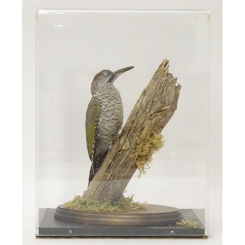 1153 - Taxidermy: a mid 20thC specimen study mount of a juvenile Green Woodpecker, the perspex case measuri... 