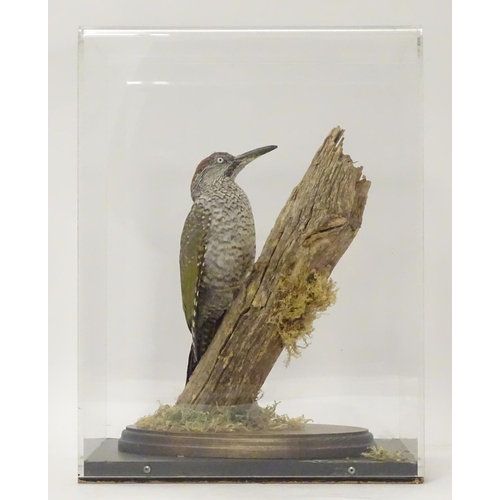 1153 - Taxidermy: a mid 20thC specimen study mount of a juvenile Green Woodpecker, the perspex case measuri... 