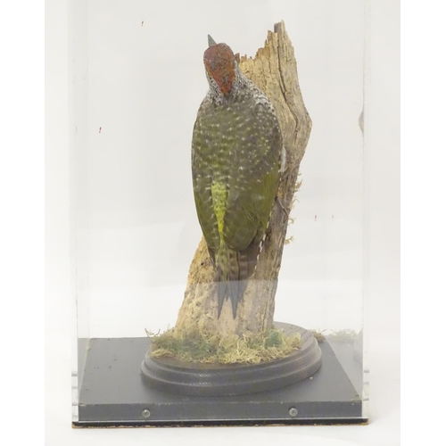 1153 - Taxidermy: a mid 20thC specimen study mount of a juvenile Green Woodpecker, the perspex case measuri... 