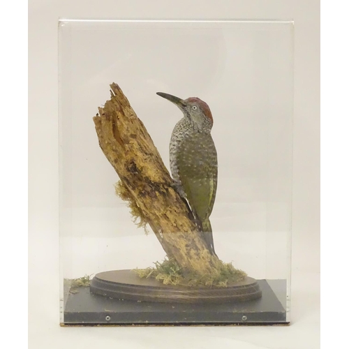 1153 - Taxidermy: a mid 20thC specimen study mount of a juvenile Green Woodpecker, the perspex case measuri... 