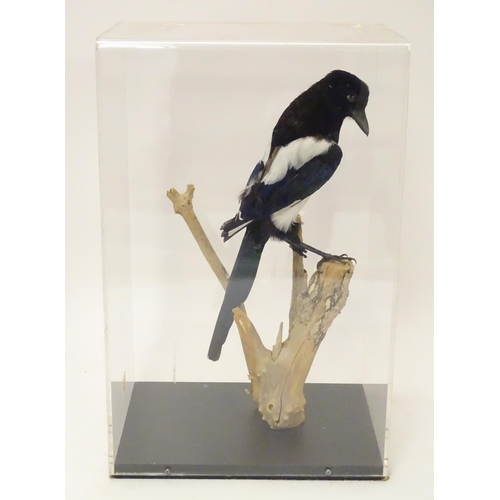 1155 - Taxidermy: a mid 20thC specimen study mount of a Magpie, the perspex case measuring 20 1/2